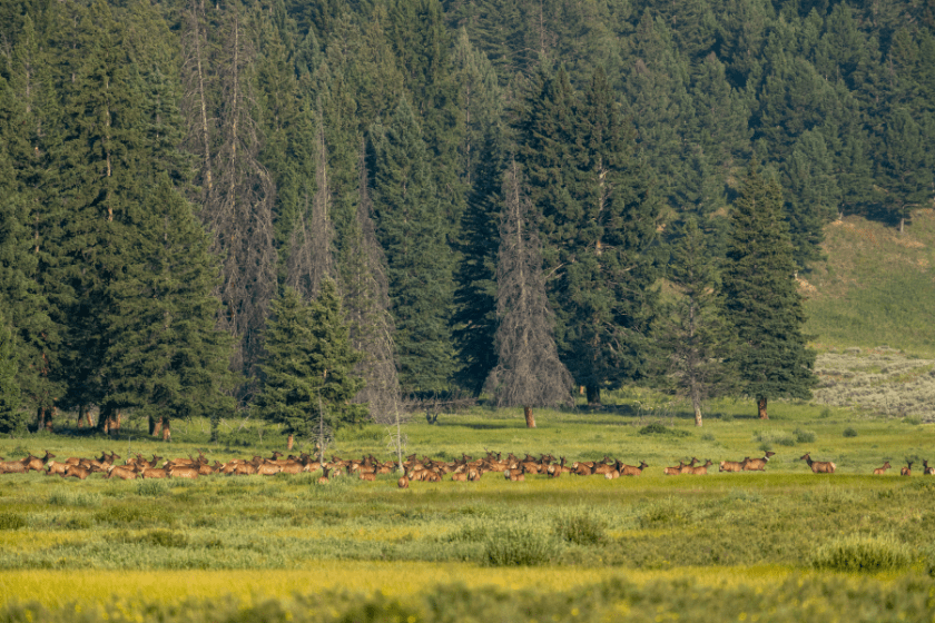 western states public hunting