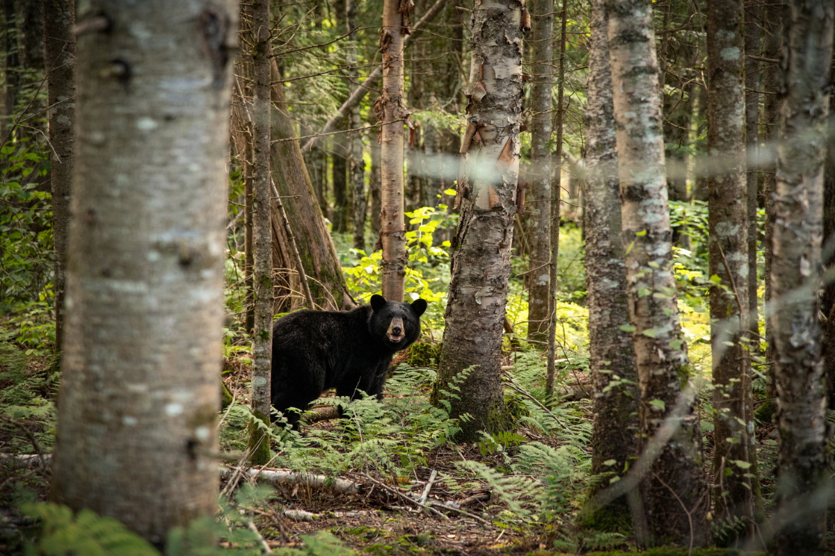 in forest looking at hunter