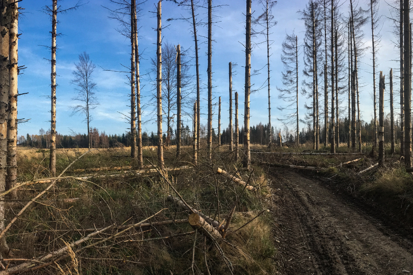 woods after a big storm