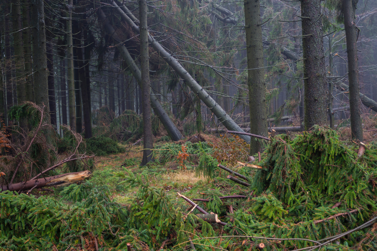 walking woods after a big storm