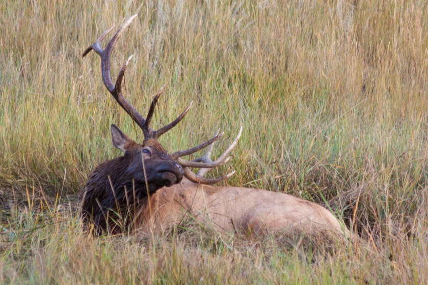 Elk Sign: How to Spot It in the Wild