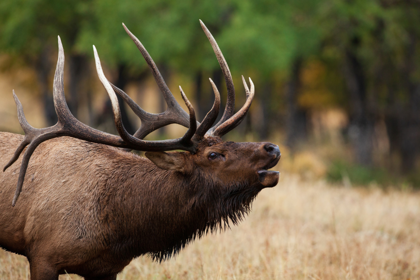 how to spot elk sign