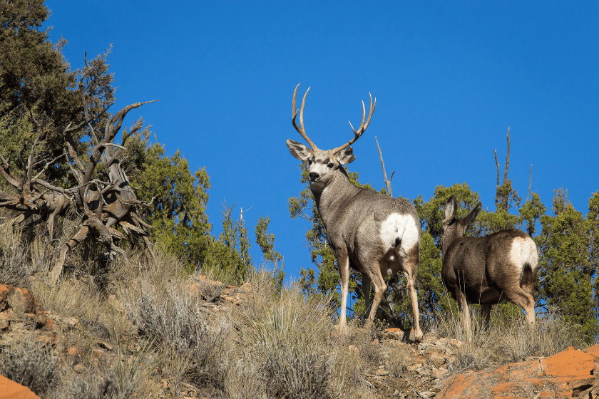 western states public hunting