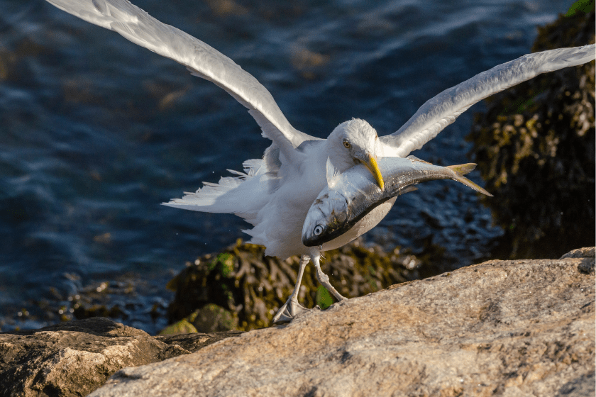 Herring gull maneuvers across rocks on hurricane barrier to feed on dead bluefish