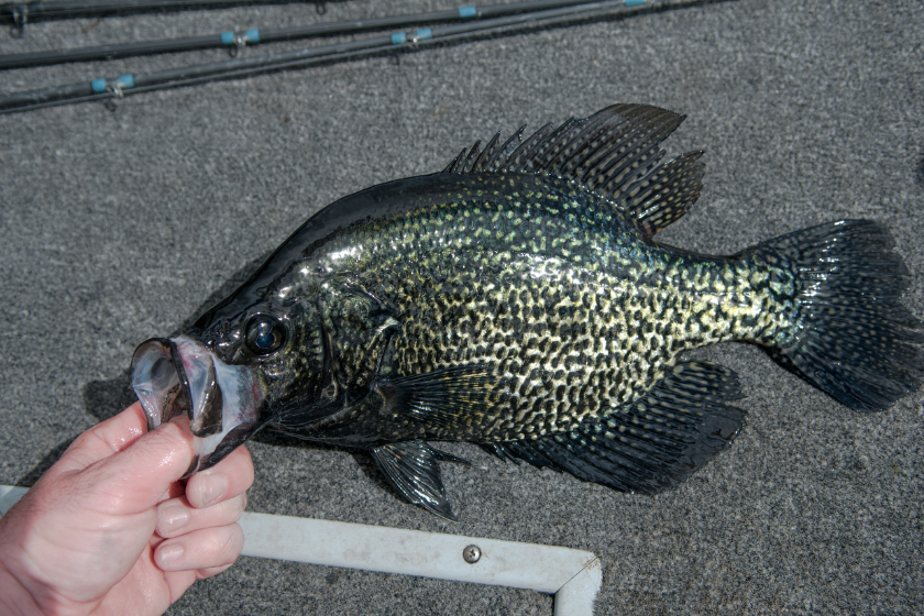 Black Crappie on deck of a fishing boat