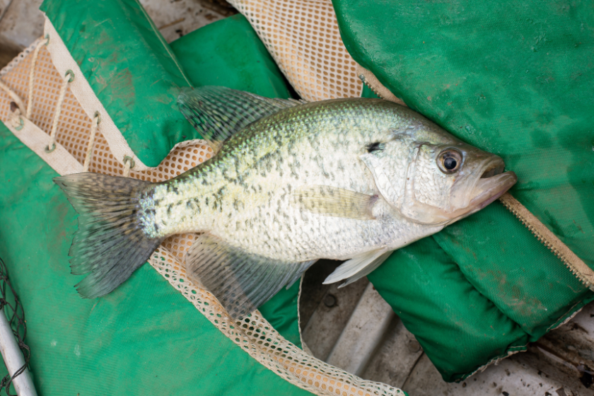 crappie on green floatation device