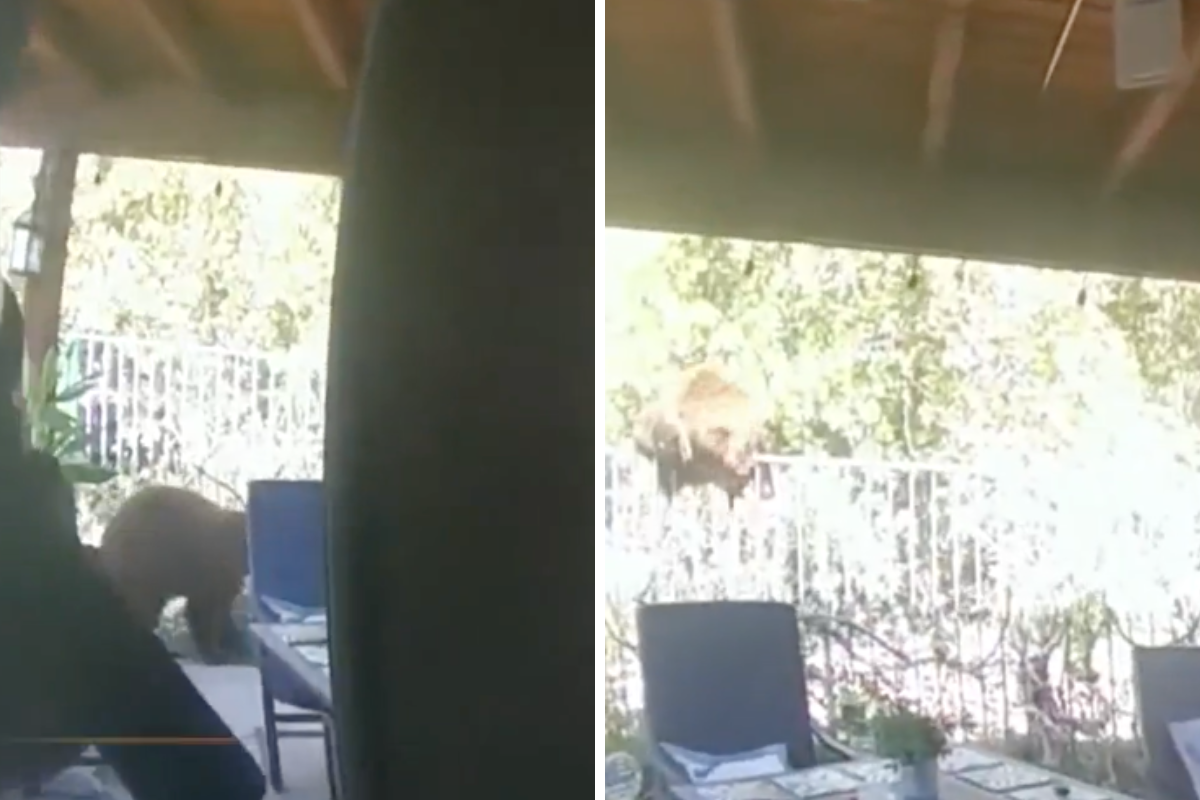 bear flees house after police arrive