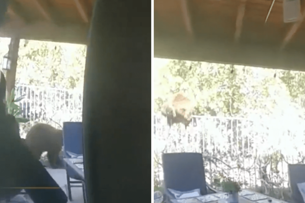 bear flees house after police arrive