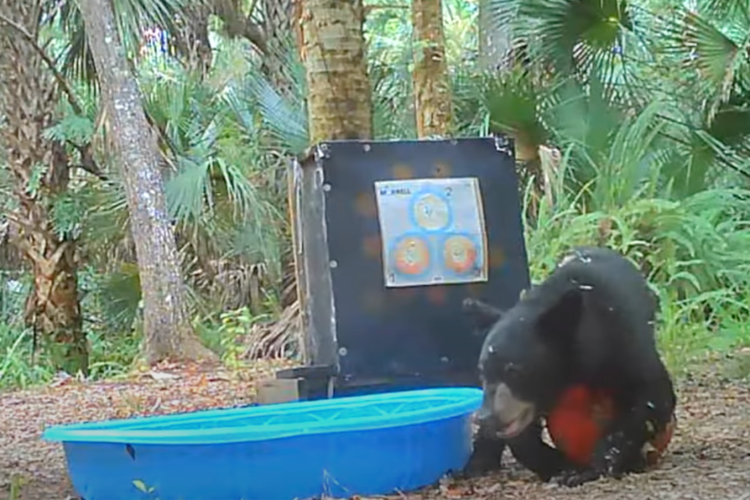bear plays in Florida backyard
