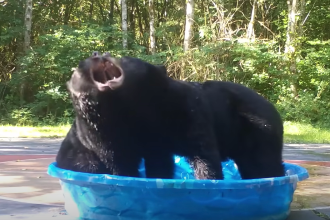 bears fight in a kiddie pool