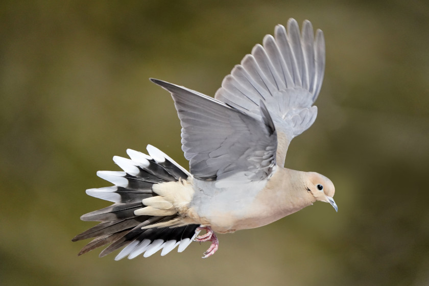 best states for dove hunting