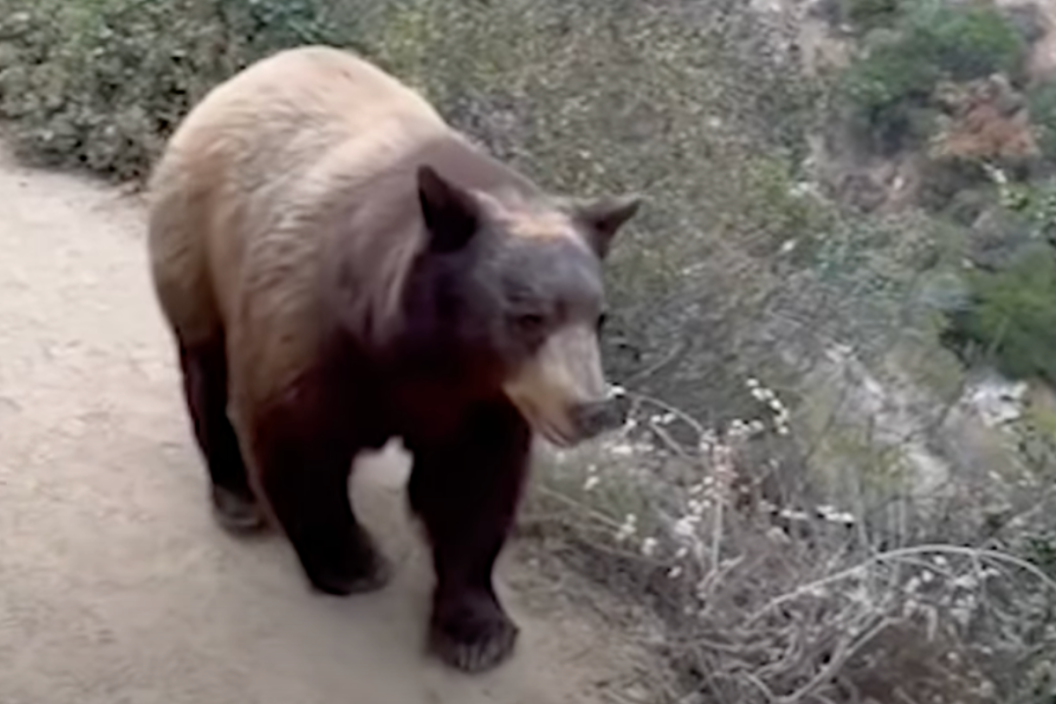 black bear walks by hiker in Sierra madre