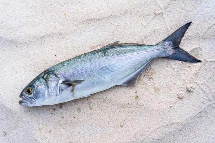 A freshly-caught bluefish on the sand of a beach