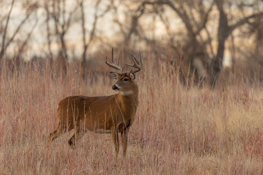 best places to hunt whitetail deer