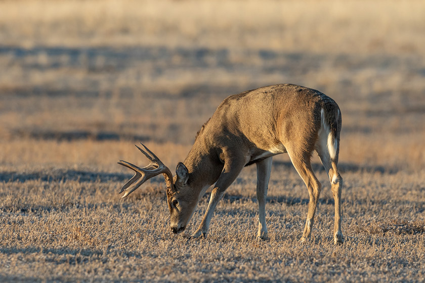 best places to hunt deer