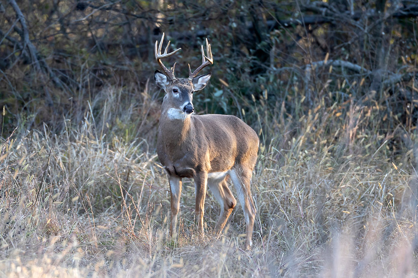 best places to hunt deer