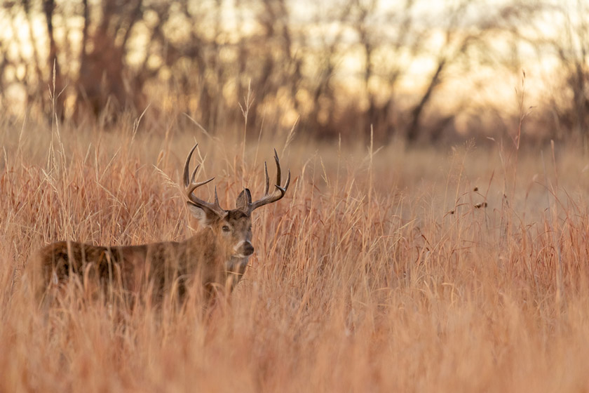 best places to hunt whitetail deer