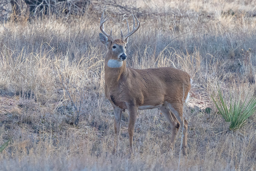 best places to hunt whitetail deer