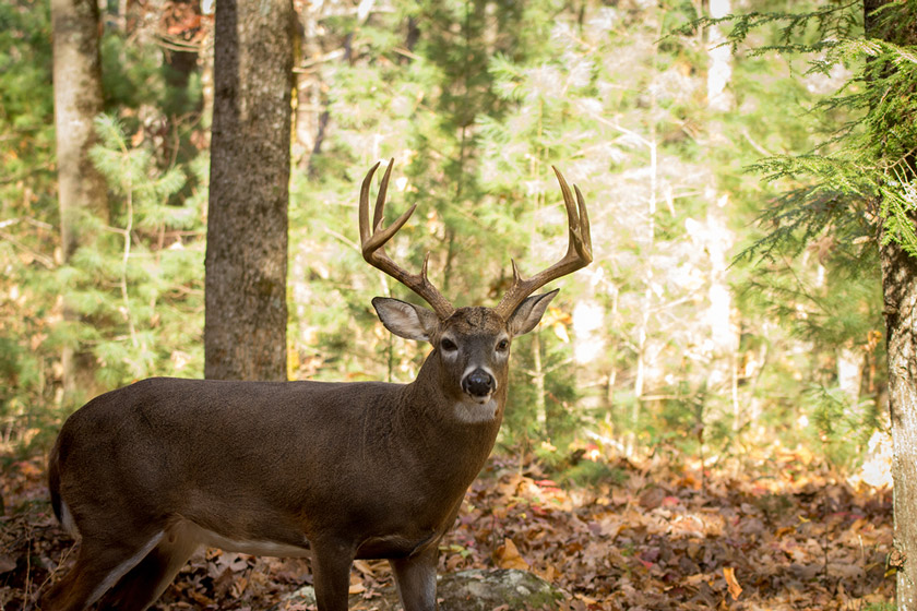 best places to hunt whitetail deer