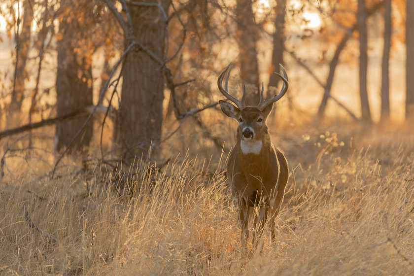 best places to hunt whitetail deer