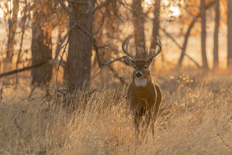 10 Best States to Hunt Whitetail Deer