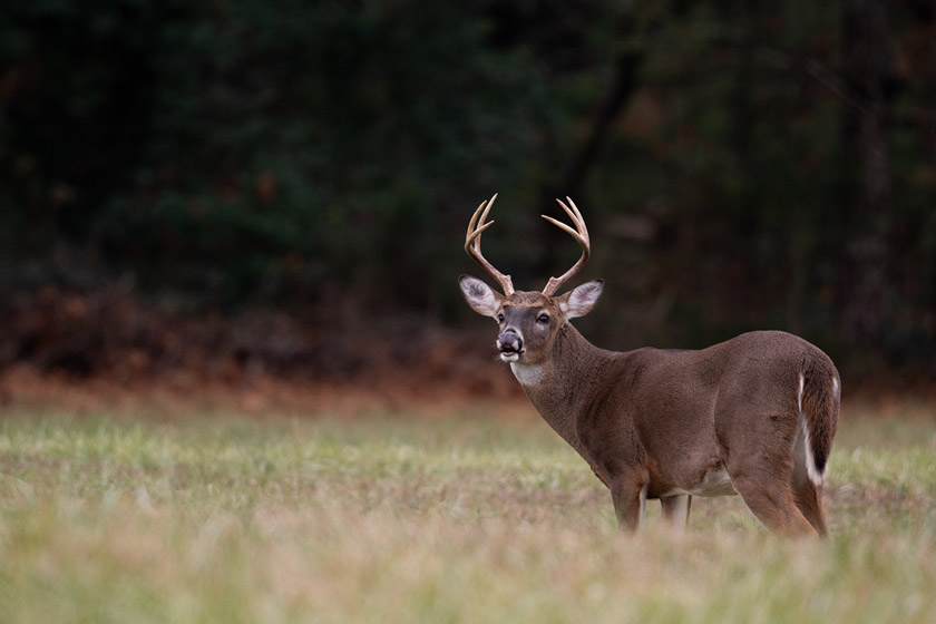 best places to hunt whitetail deer