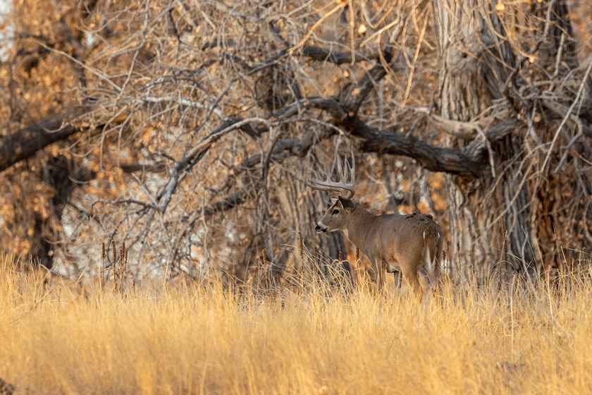 best places to hunt whitetail deer