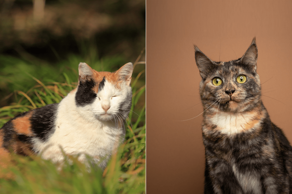 calico cat vs. tortoiseshell cat