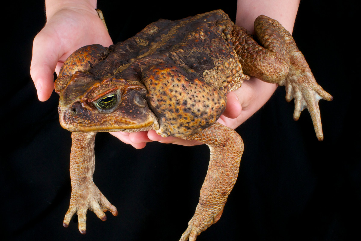 Cane Toads in Florida