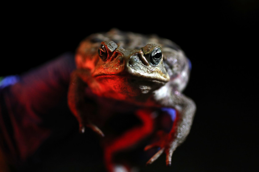 Cane Toads in Florida