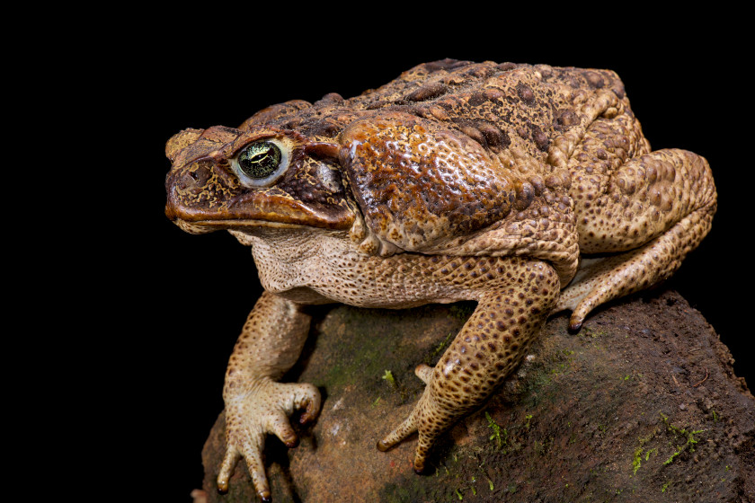 Cane Toads in Florida