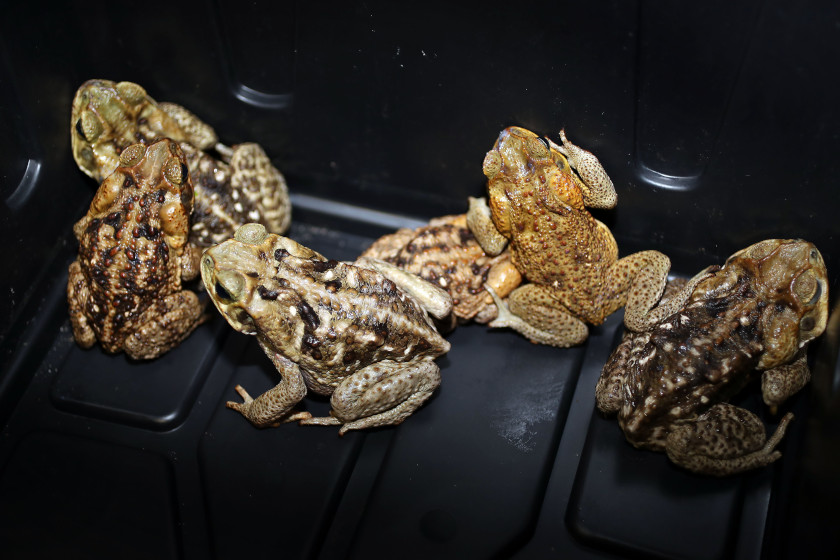 Cane Toads in Florida