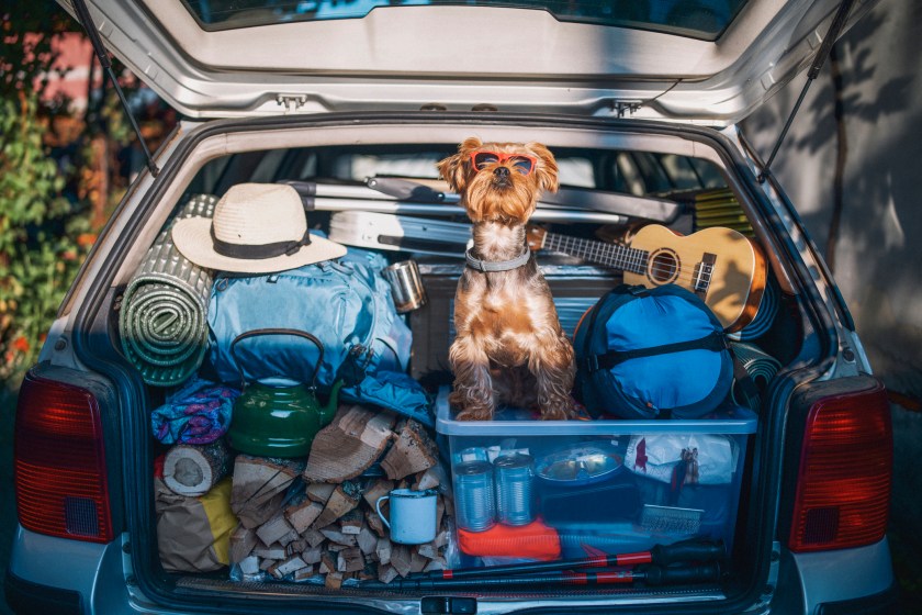 Full car trunk with a camping equipment and a cute dog wearing sunglasses 