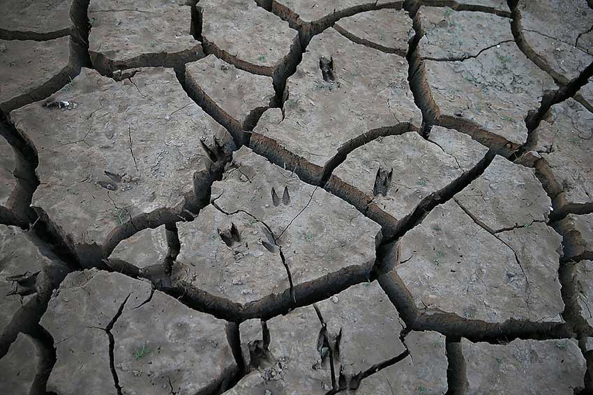 Deer prints are shown in a closeup of dry, cracked mud.