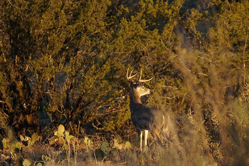 Whitetai ldeer stands in an arid landscape