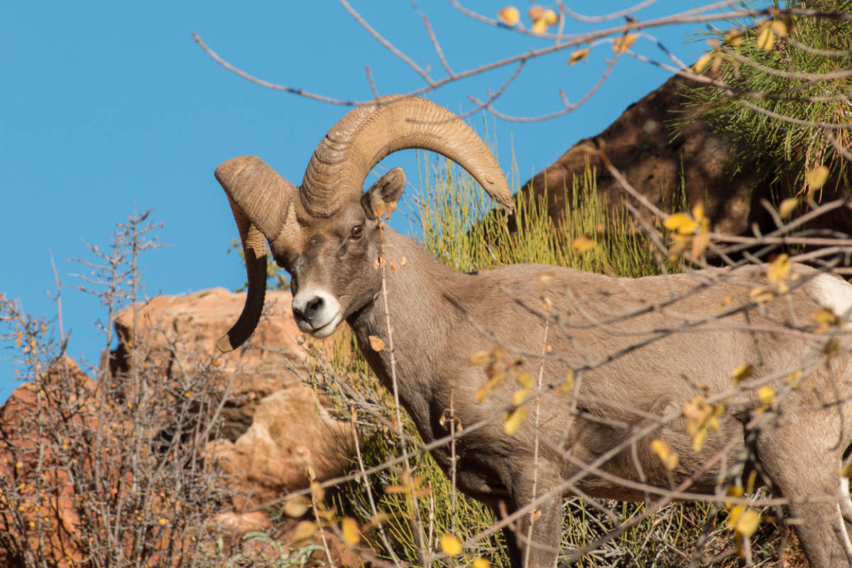 Desert Bighorn Sheep