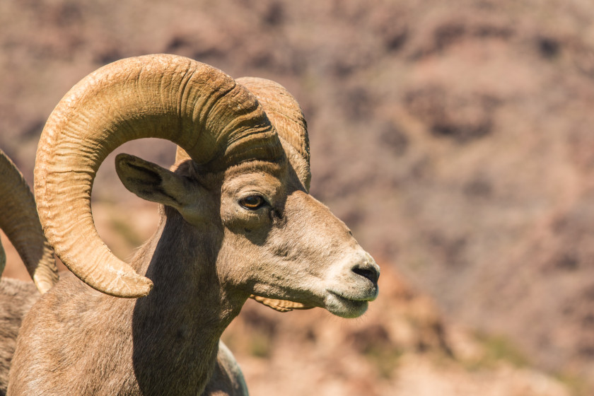 Desert Bighorn Sheep