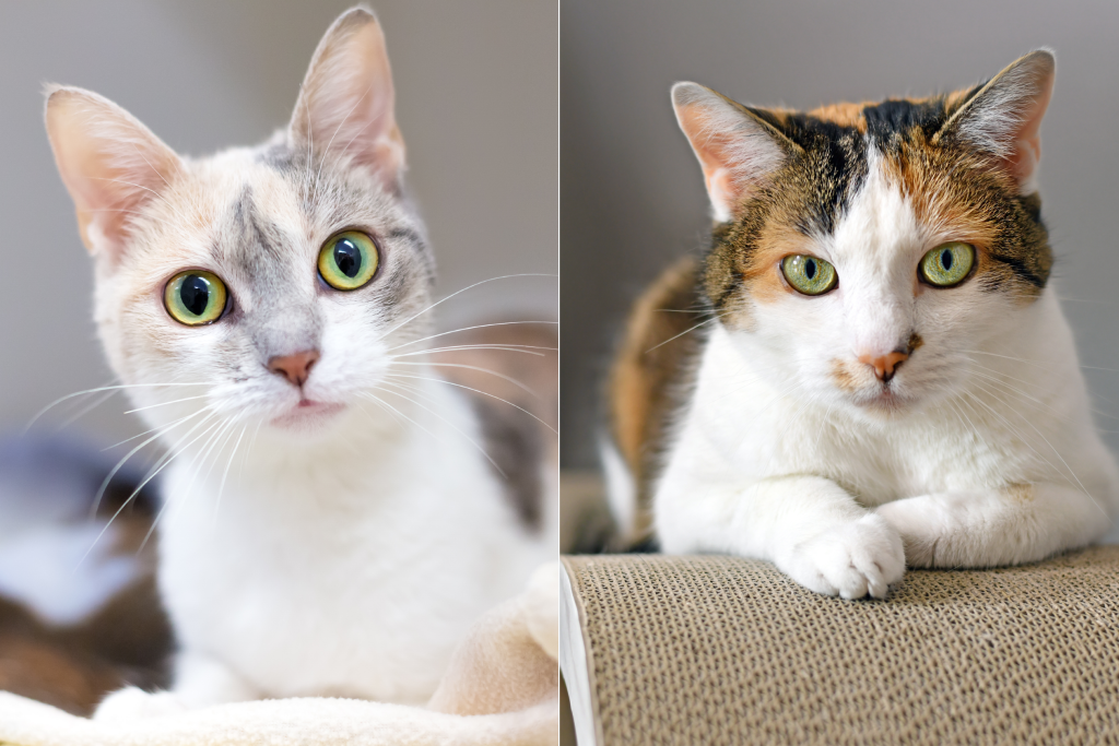 dilute calico cat vs. calico cat