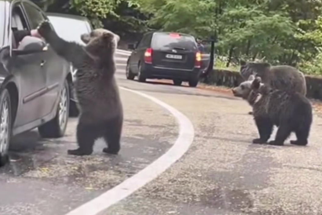 a bear and driver high five in traffic