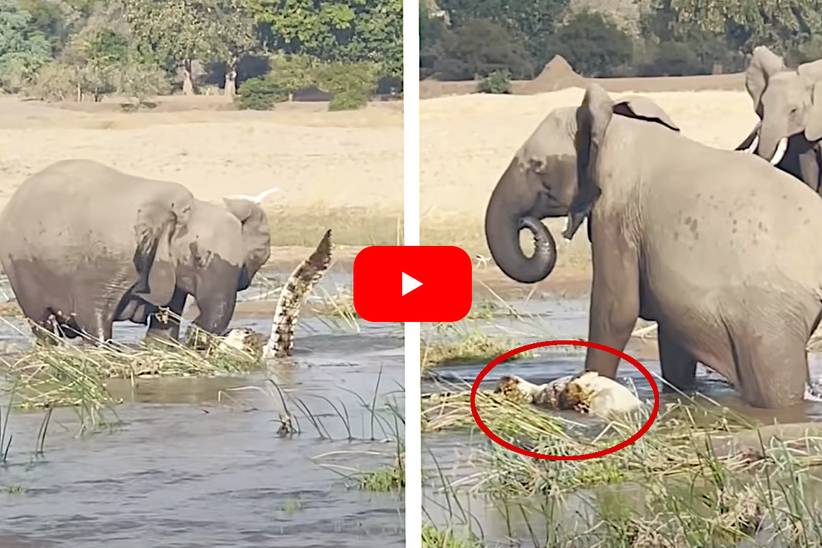 Elephant Kills Crocodile