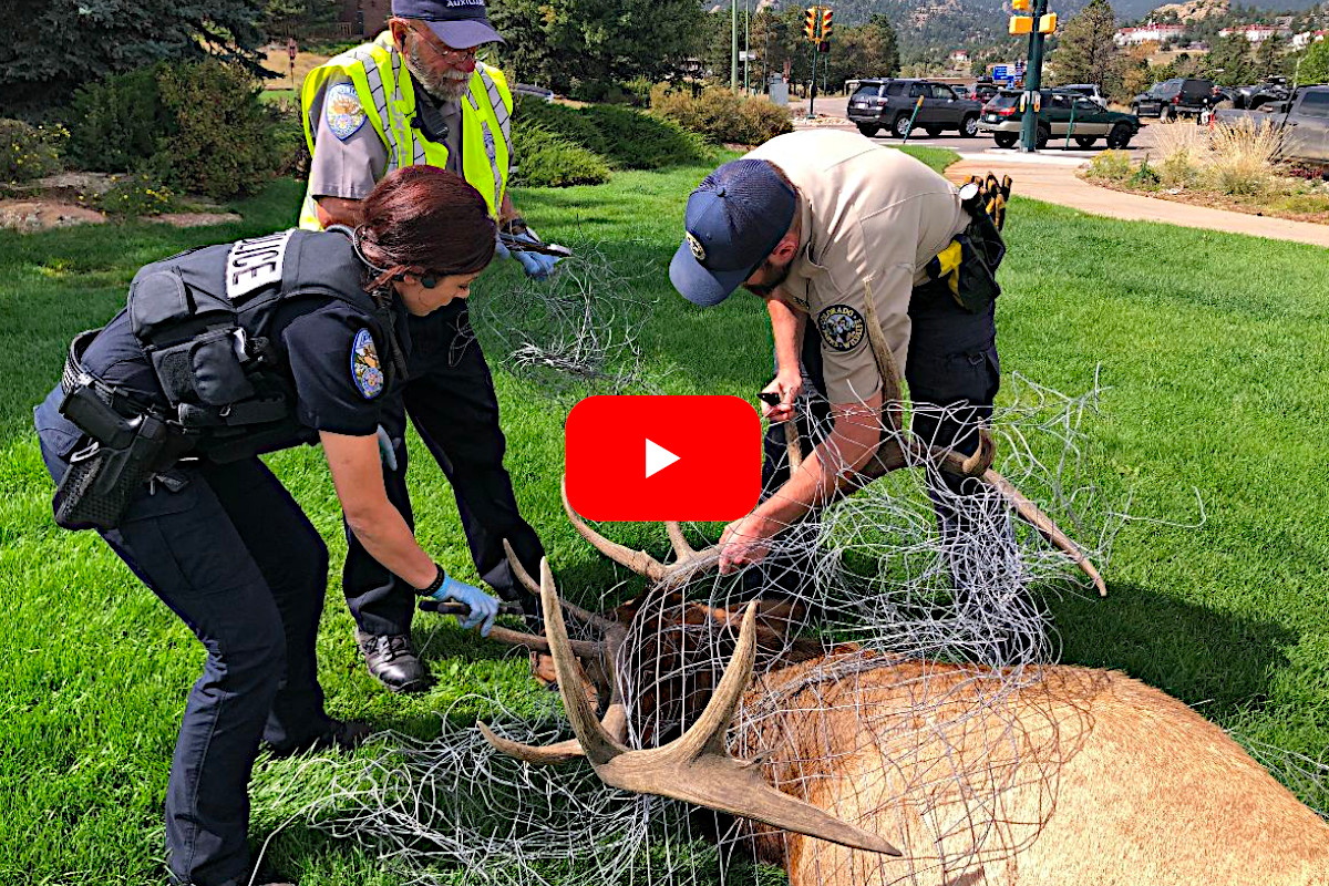 Elk Fence Rescue