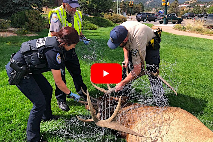 Bull Moose Unleashes Sudden Charge from Behind Tree Without Warning