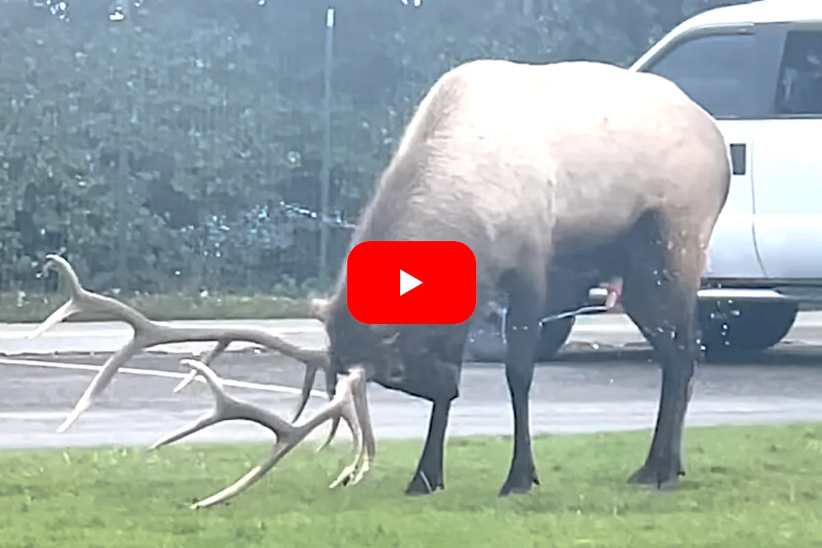 Elk Pees on Himself