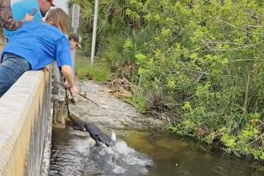 three men try to keep a tarpon from an alligator