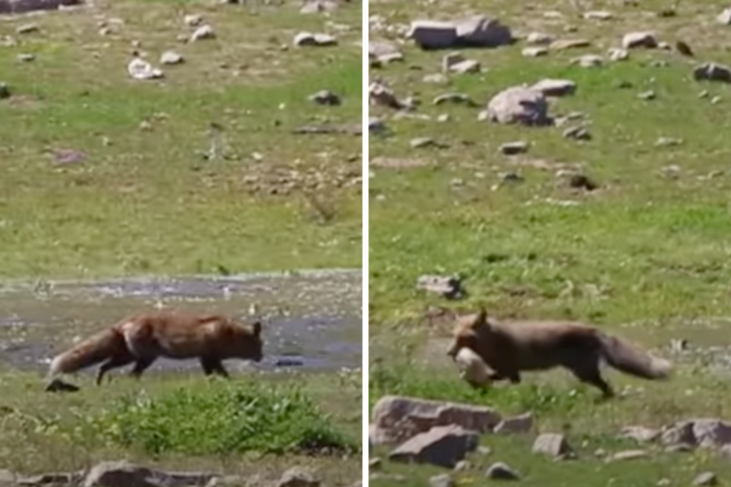 red fox catches carp in shallow water