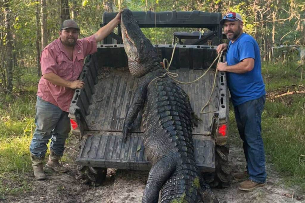 Alligator Hunting Seasons, All the States That Have One