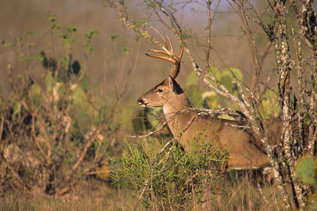 Whitetail deer in Texas stands near cactus and mesquite trees.