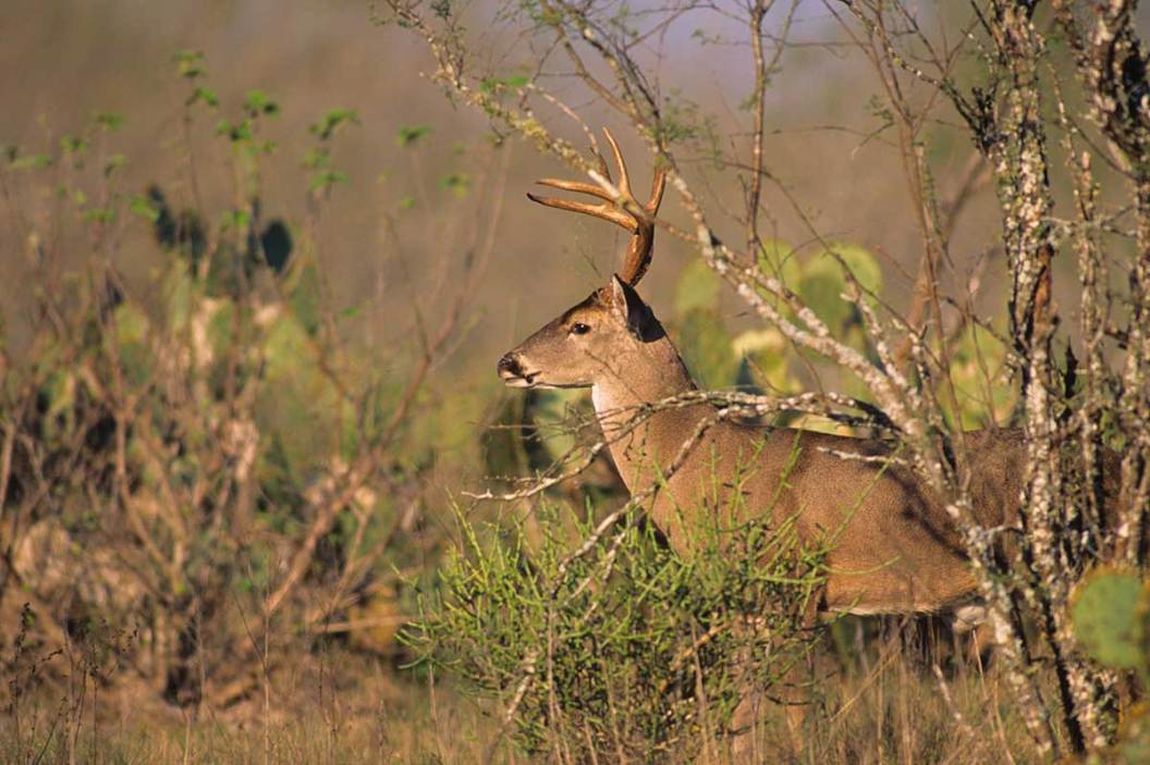 Hunting Thick Cover 4 Tips to Help When the Deer Are in the Thick Stuff
