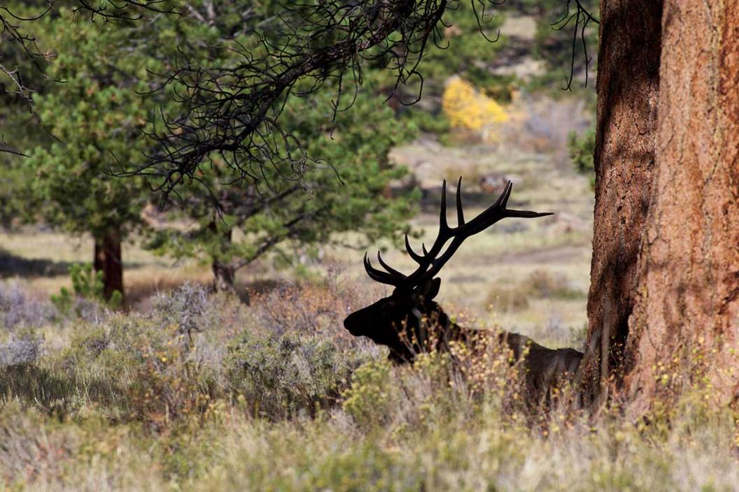 A bull elk sits under a tree.