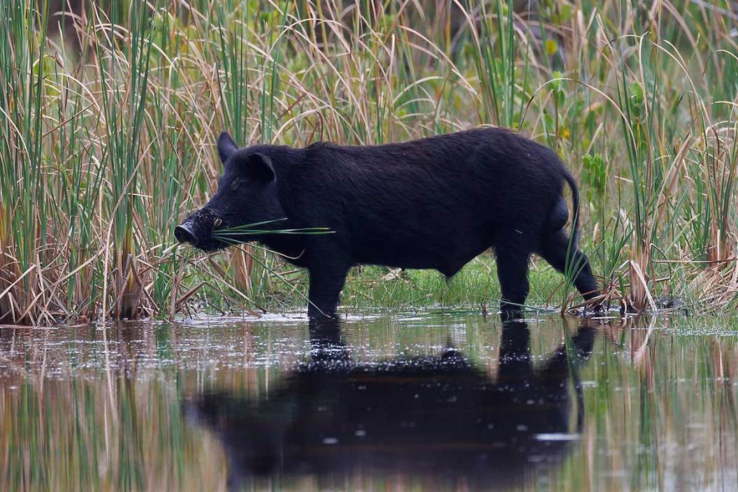 A feral hog stands in a pond eating green plants.